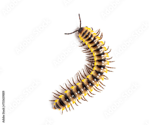 Orthomorpha subkarschi a species of millipede seen from above, isolated on white
