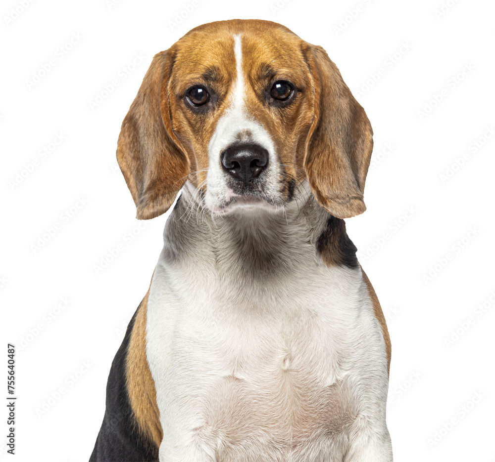 Head shot portrait of a adult Beagle looking at the camera, isolated on white