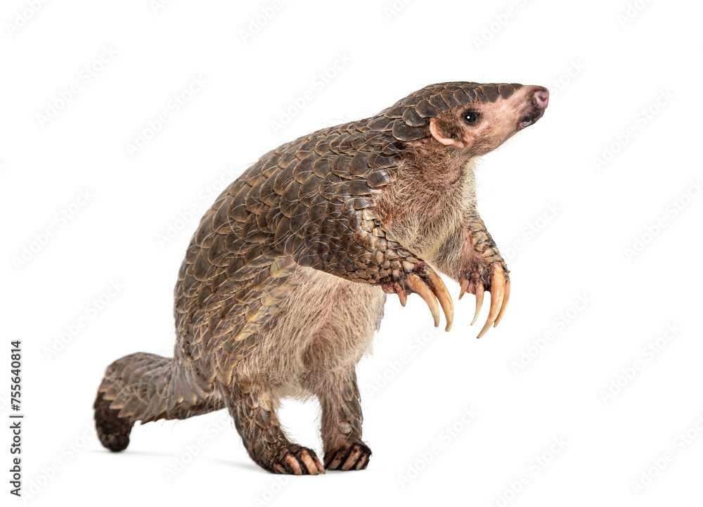 ten months old pangopup, Chinese pangolins, Manis pentadactyla