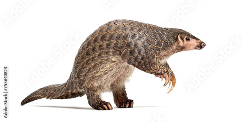 ten months old pangopup, Chinese pangolins, Manis pentadactyla, isolated on white photo