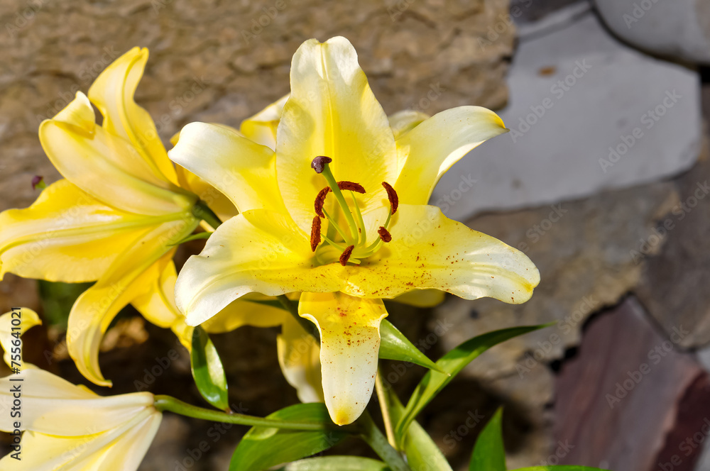 Obraz premium Yellow lily grew in the yard