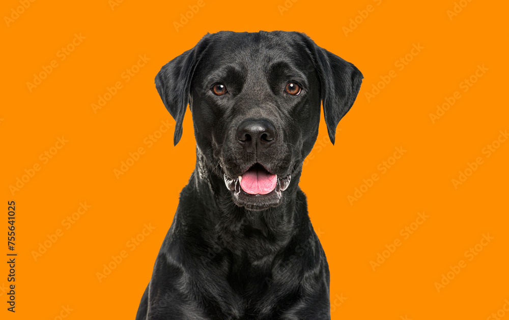 Close-up of a Happy panting black Labrador dog looking at the camera, isolated on orange background Close-up of a Happy panting black Labrador dog looking at the camera, isolated on orange background