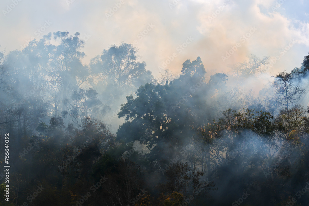 Forest in Thailand during the hot daytime was being burnt with a lot of smoke streaking up into the sky. Forest in Thailand during the hot daytime was being burnt with a lot of smoke streaking up into the sky.