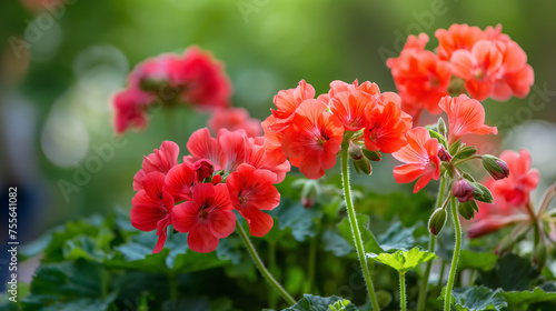 Bright red geraniums in soft light.
