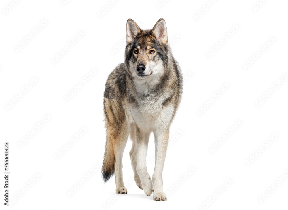 Alert gray wolf stands and walking attentively, Isolated on white Alert gray wolf stands and walking attentively, Isolated on white