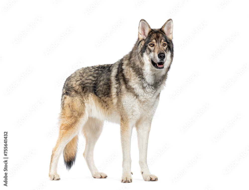 Side view of a Timber Shepherd a kind of Wolfdog, looking like a wolf,, Isolated on white