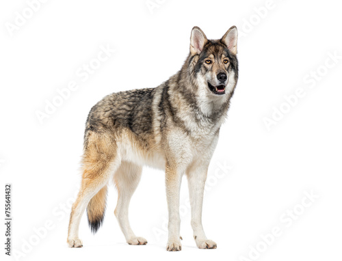 Side view of a Timber Shepherd a kind of Wolfdog  looking like a wolf   Isolated on white