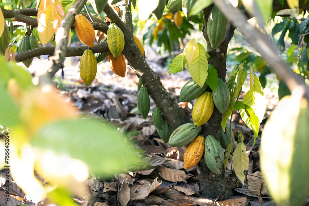 selective focus The cocoa fruit is starting to change its beautiful color. in agricultural fields in Thailand selective focus The cocoa fruit is starting to change its beautiful color. in agricultural fields in Thailand