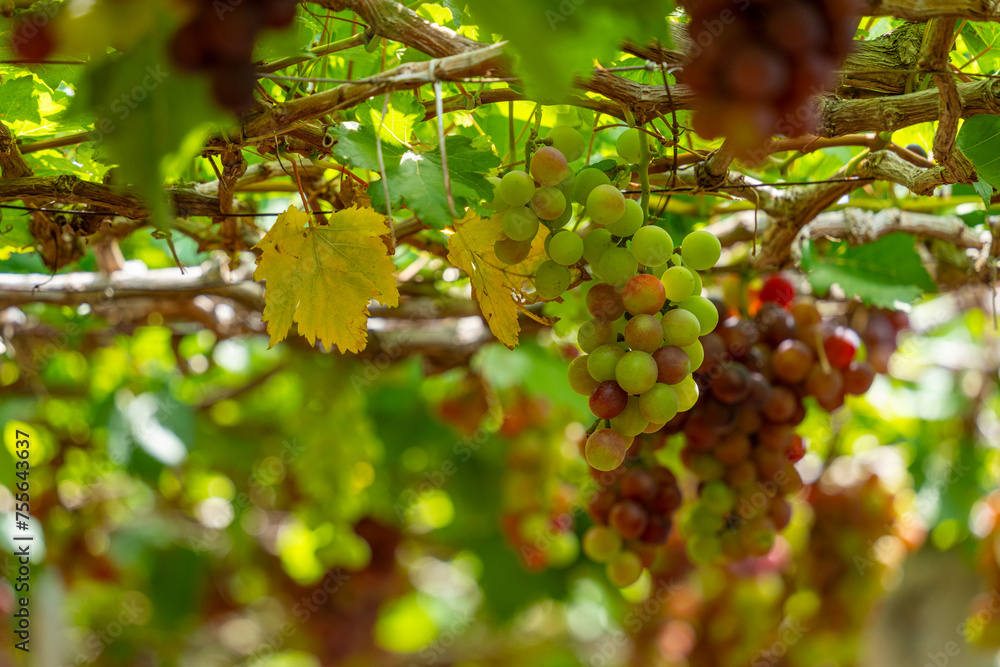 Red and green vineyard in the early sunshine with plump grapes harvested laden waiting red wine nutritional drink in Ninh Thuan province, Vietnam Red and green vineyard in the early sunshine with plump grapes harvested laden waiting red wine nutritional drink in Ninh Thuan province, Vietnam