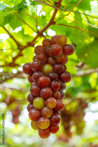 Red and green vineyard in the early sunshine with plump grapes harvested laden waiting red wine nutritional drink in Ninh Thuan province, Vietnam