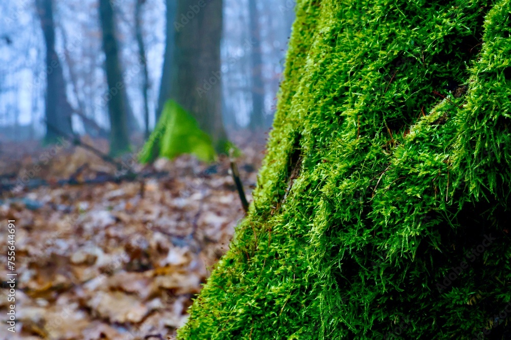 Moss in the forest  - obrazy, fototapety, plakaty 