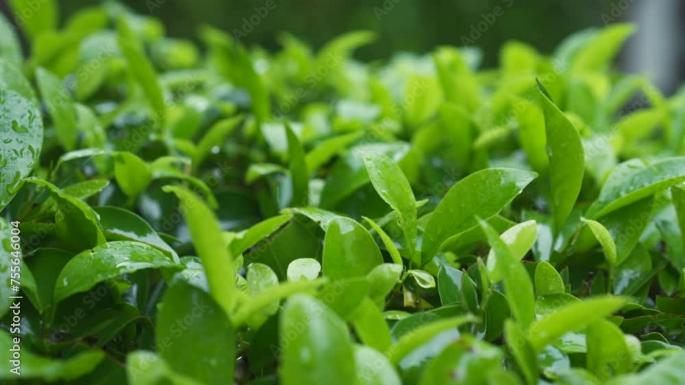 Camera zooming into foliage of bushes in garden. Embark on journey through Asia's rainy season with this video, capturing lush tranquility of garden soaked in rain, ideal for dventure-seeking traveler Camera zooming into foliage of bushes in garden. Embark on journey through Asia's rainy season with this video, capturing lush tranquility of garden soaked in rain, ideal for dventure-seeking traveler