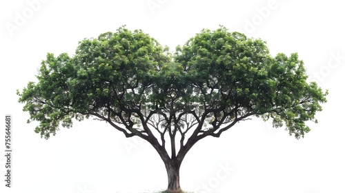 A large tree with a trunk that is split in half