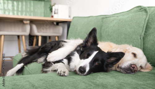 Fototapeta Naklejka Na Ścianę i Meble -  A border collie and a golden retriever are hugging each other and sleeping cutely on a green sofa in the living room.