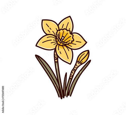  Daffodil flower hand drawn illustration vector graphic