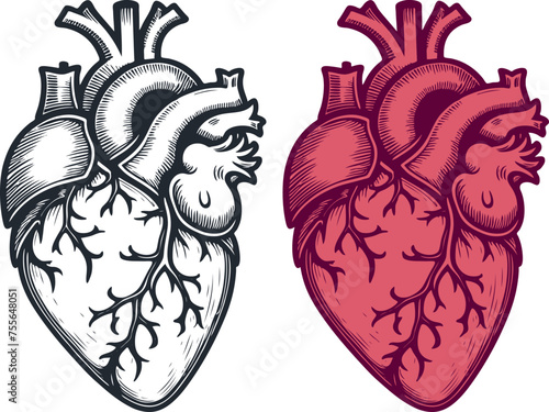 Human heart, vector illustration