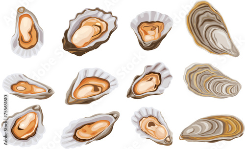Oysters isolated on black background. Trendy healthy food. Oysters. Print. Banner, label, poster, sticker, logo, vector illustration.	