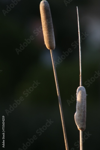 夕日と枯草（ガマの穂） © nico3