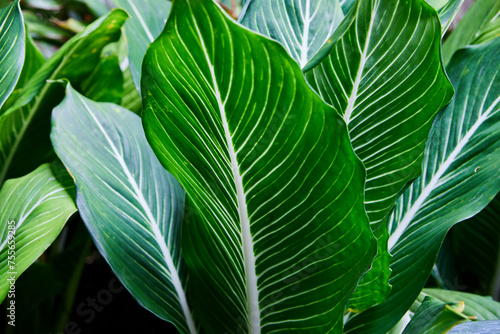  Close-up of dieffenbachia Exotica leaf on plant 