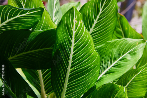  Close-up of dieffenbachia Exotica leaf on plant 