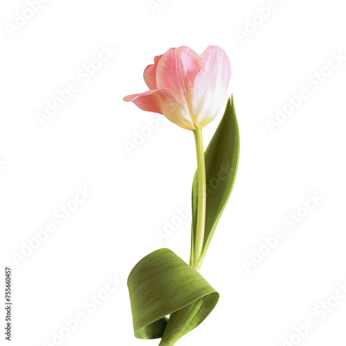 Isolated, single, gently pink tulip flower on transparent background. Concept of spring holidays: Women's Day, Mother's Day, Easter