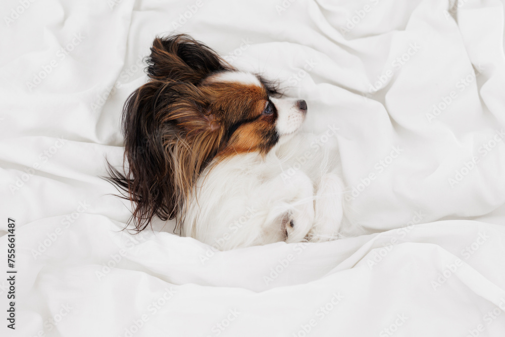 Cute papillon dog sleeping on white bed Cute papillon dog sleeping on white bed