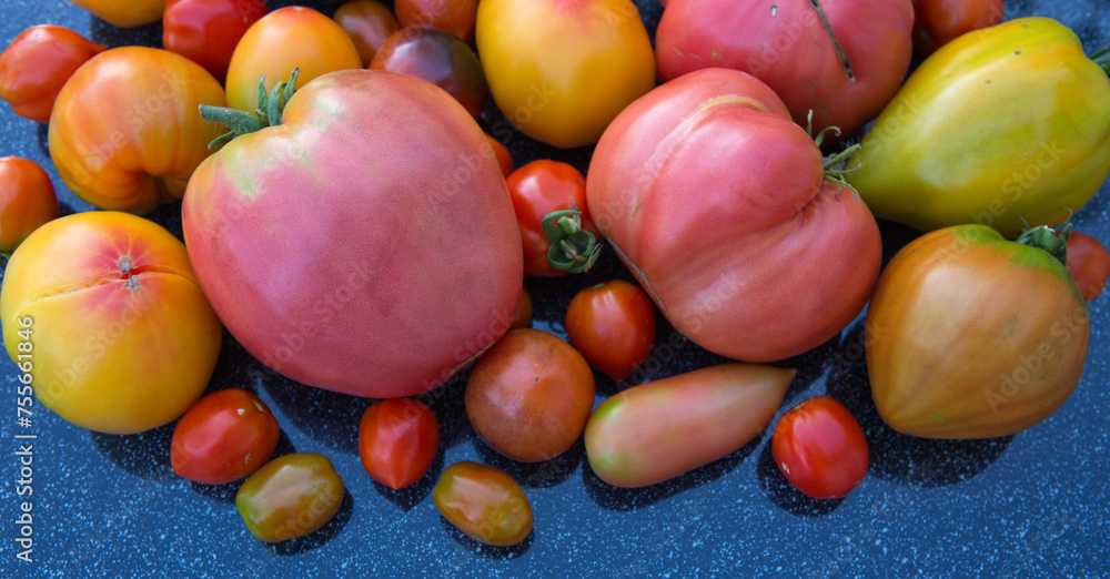 Group of colorful tomatoes from above, macro photography