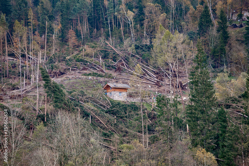 Pinè, Trentino, Italy - 01/11/2018 - Destruction of fir forests caused by Storm Vaia photo