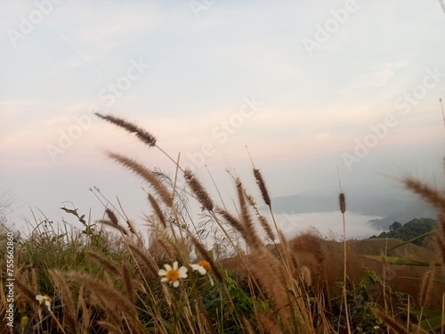 Fields of bristle grass flower were blown by the wind on the mountain  the background is the sky and the sea of       fog