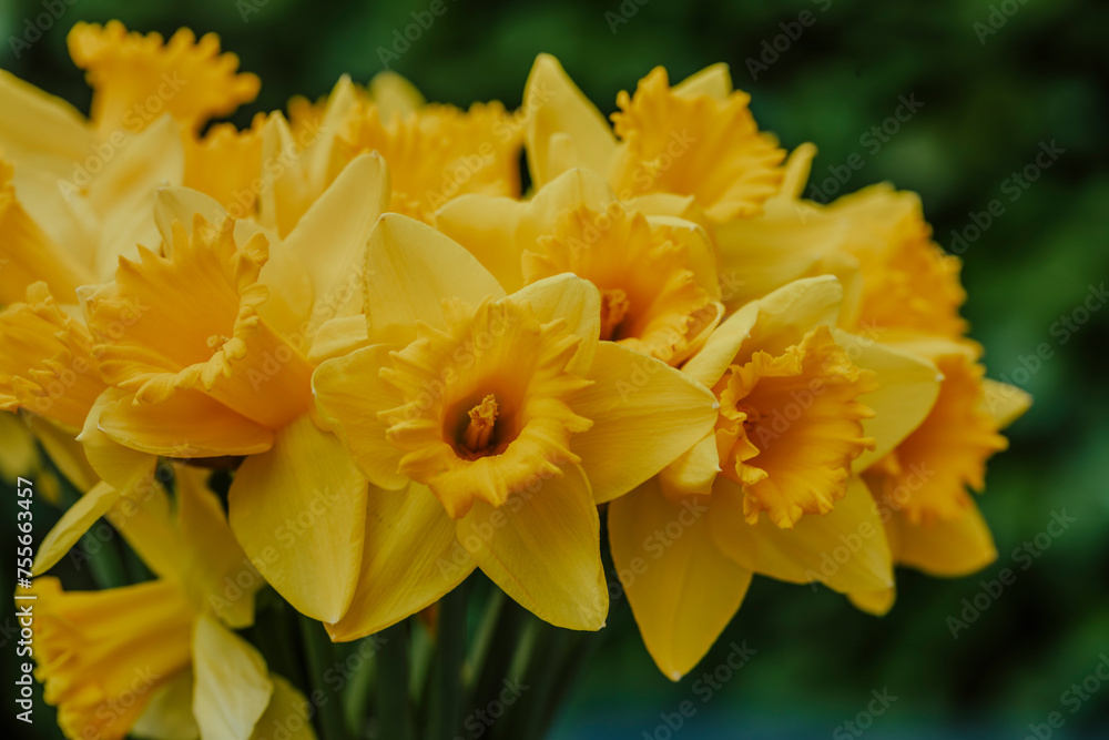 Yellow daffodils on a green spring background during Easter Yellow daffodils on a green spring background during Easter