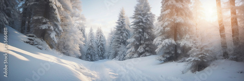 Winter Wonderland Forest Scene Captured on New Years Day