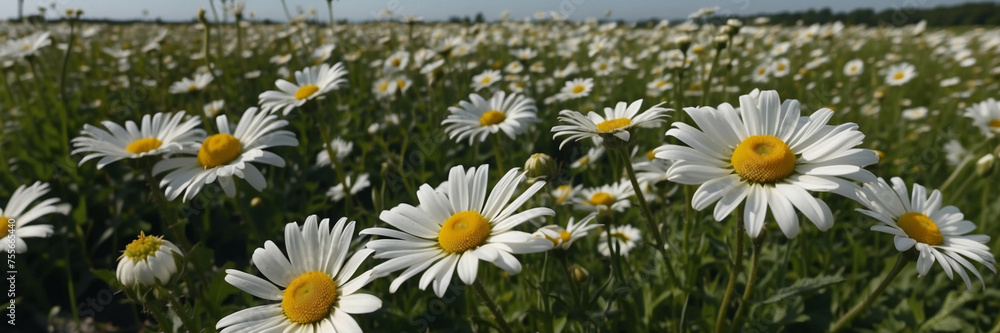 Field of White Daisy Blooms Under a Clear Sky