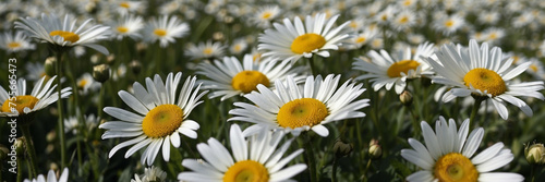 Field of White Daisies