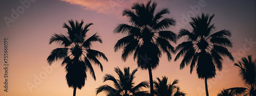 Palm Trees Silhouetted Against a Sunset