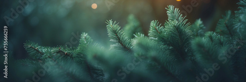 Close-Up View of Green Fir Tree Branches During Twilight photo