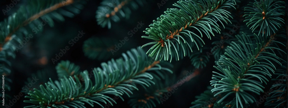 Close Up of a Pine Tree Branch