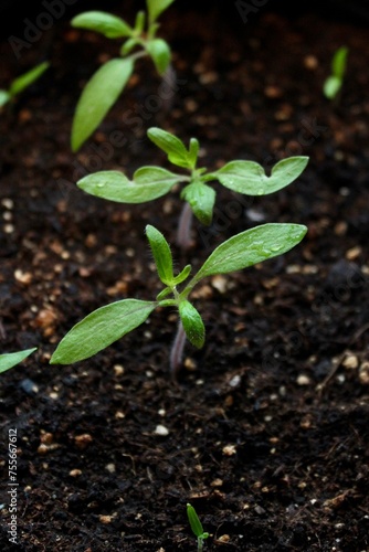 Junge Tomatenpflanze - Wachstum von Keimling zur Pflanze