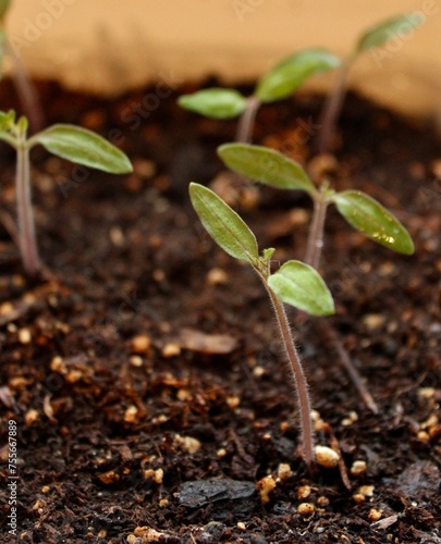 Junger Tomaten Keimling in Erde - Junge Pflanze