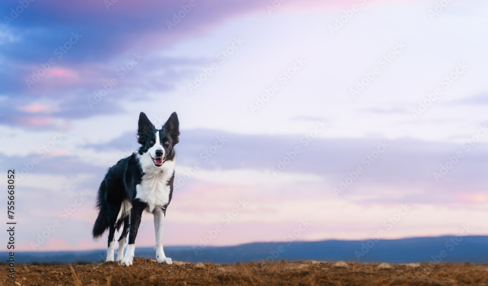 Happy black and white border collie standing on a hill at a pink sunset