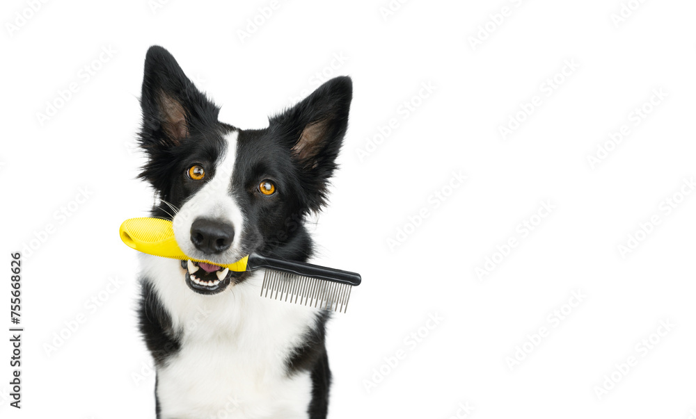 Black and white border collie sitting and holding a yellow comb on a white background. Life with dog. Take care of the dog. Isolated dog.