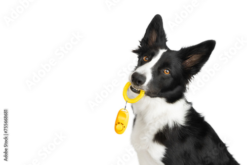 Fotografie A black and white border collie has brought a yellow clicker and is waiting for the training to begin