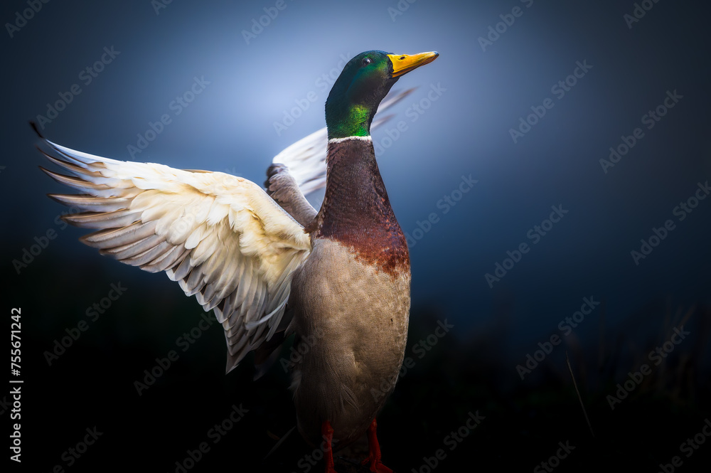 Fototapeta premium Beautiful duck is spreading its wonderful white wings. Dark blue Background with a little bit of motions blur