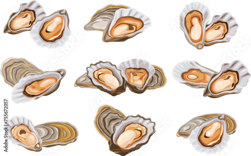 Oysters isolated on black background. Trendy healthy food. Oysters. Print. Banner, label, poster, sticker, logo, vector illustration.	