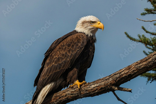 Bald Eagle Perched on Top of a Tree Branch © @uniturehd
