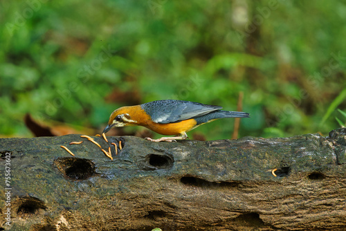 Orange Headed Ground Thrush sitting on the perch of the tree feeding on insects with beautiful background. Mostly suitable for wallpapers. 