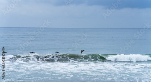 Pelicans on the sea