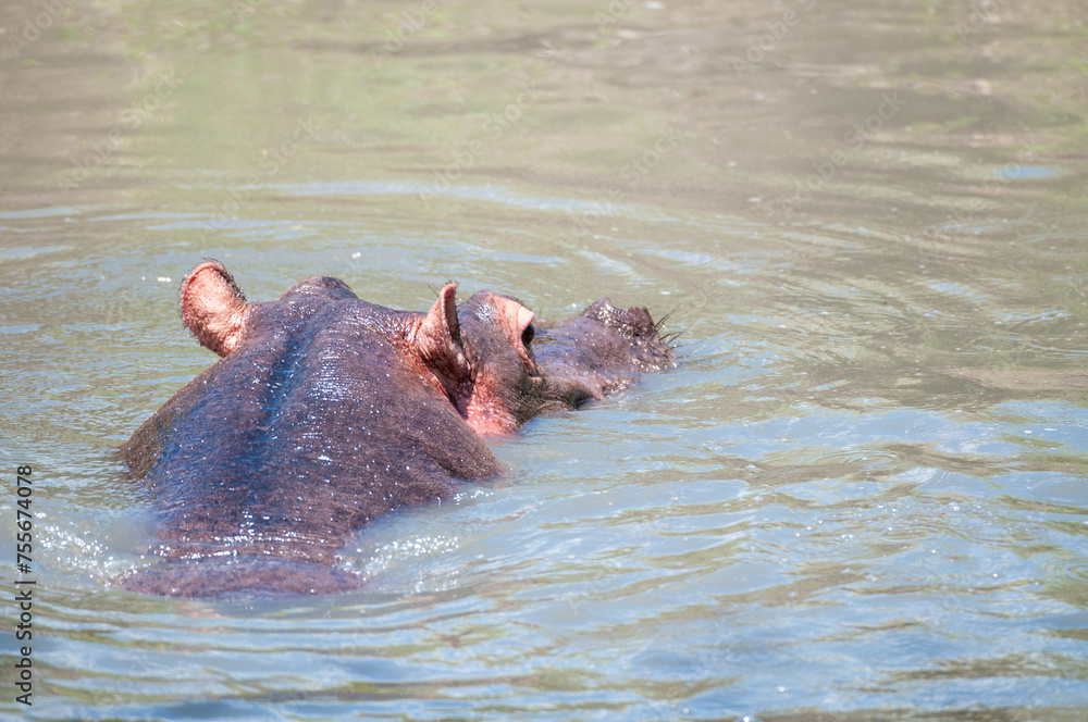hippopotamus, or hippo, swiimming in water with ripples in water and head facing away from camera. Masai Mara, Kenya, Africa hippopotamus, or hippo, swiimming in water with ripples in water and head facing away from camera. Masai Mara, Kenya, Africa
