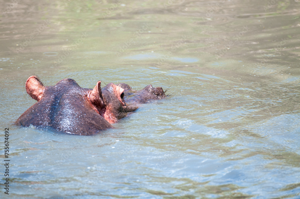 hippopotamus, or hippo, swiimming in water with head facing away from camera. Masai Mara, Kenya, Africa hippopotamus, or hippo, swiimming in water with head facing away from camera. Masai Mara, Kenya, Africa