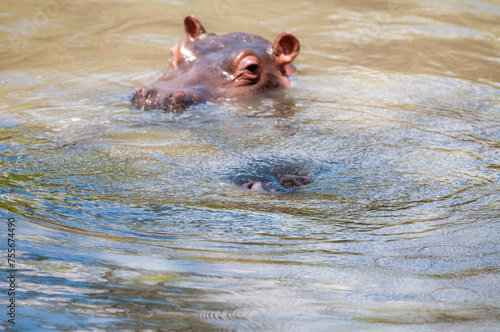 hippopotamus, or hippo, swiimming in water looking at camera with one big eye visible and a second hippo sinking into water. Masai Mara, Kenya, Africa photo