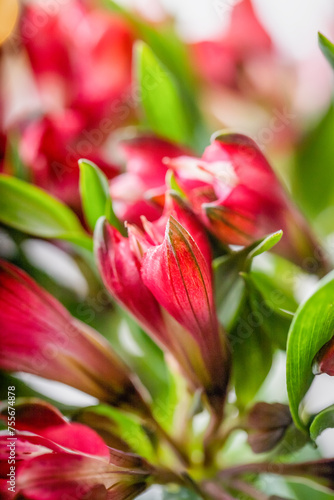 Red flowers Alstroemeria,, vibrant red coloured flowers